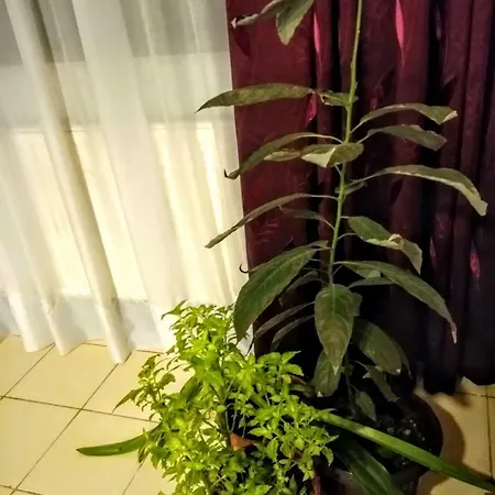 Cozy Downtown Oasis Apartment *