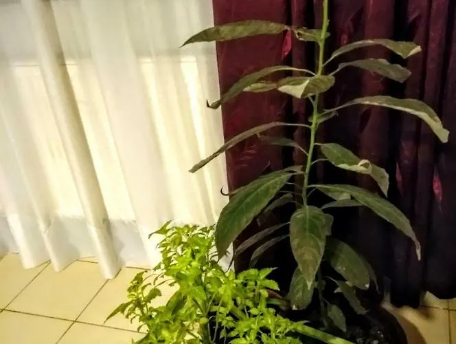 Cozy Downtown Oasis Apartament *